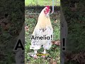 is calling #amelia #rooster #chicken #memestiktok #funnyanimals #ch