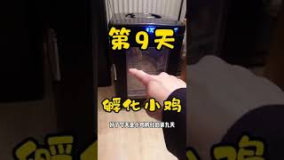 【#shorts 小鸡孵化日记】记录小鸡孵化第9天，常规操作翻蛋检查湿度