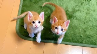 実はすごい！２匹の子猫たちの身体能力がこちら！【保護猫】