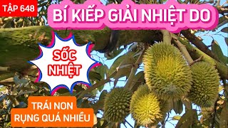 TẬP 648 BÍ KIẾP GIẢI NHIỆT DO SỐC NHIỆT TRÁI NON RỤNG QUÁ NHIỀU