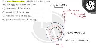 The fertilisation cone, which pulls the sperm into the egg, is form...