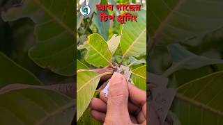 আম গাছের টিপ প্রুনিং | Tip Pruning  Mango Tree  | আম গাছ ঝাকালো করার পদ্ধতি | #YouTube shorts