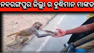 nawarangpur ଜିଲ୍ଲା ର ବୁଦ୍ଧିମାନ ମାଙ୍କଡ ❤️🙏 ||Koraputvlog