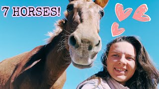 MEET MY 7 THERAPY HORSES AND MULES