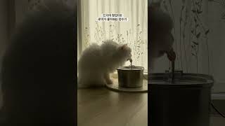 고양이 정수기 추천 #meowmeow #catlovers #catsdaily