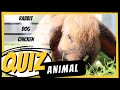 💭 ANIMAL QUIZ #1: If you get them all right, you're above average! (FARM ANIMALS)