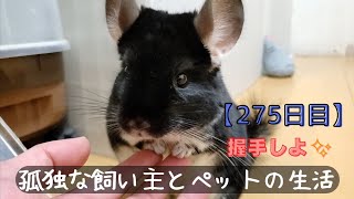 【275日目】２才のチンチラをお迎えしても懐いてくれるのか！？【握手しよ✨】