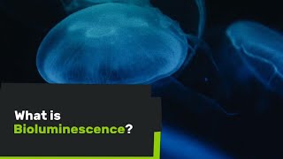 What is Bioluminescence?   -EXPLAINED