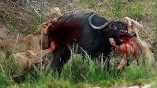 #Watch_this_amazing_video_of_how_to_eat_black_bull_while_alive, #lions_vs_Buffalo.