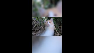 猫がブチギレ!?猫パンチは痛い#shorts