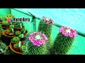 the different types of cactus flowers cactus cactusplants cactiandsucculents