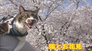 猫とお花見☆岡崎城の桜はこれで見納め☆ペットカートから身を乗り出し周りに興味津々の猫リキちゃん☆猫とおでかけ【リキちゃんねる　猫動画】Cat video　キジトラ猫との暮らし