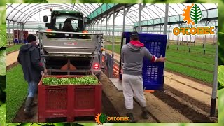 Ortomec trailed harvester | Harvesting Solution for Corn Salad