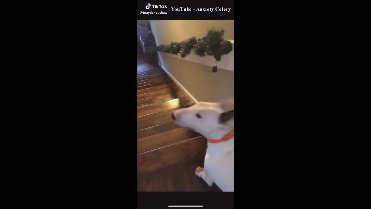 Dog Jumps Down A Flight Of Stairs At Jordan Mealmaker Blog