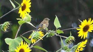 カワラヒワ幼鳥　Oriental Greenfinch