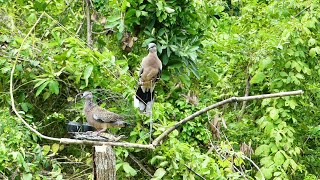 Smart Man Made Dove Trap By Technique - Easy Pigeon Trap 2021 Near The Mountain