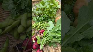 Garden Harvest #garden #gardenharvest #backyardgarden #gardening #homegardening #tomato #harvest