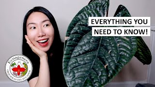 HUGE Anthurium Luxurian Unboxing \u0026 EVERYTHING You Need to Know About Ecuagenera (Tips + Promo Code!)