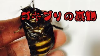 知ってた？ゴキブリって鳴くんやで？