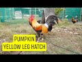 Dini cuenca Pumpkin yellow leg hatch broodcock | ayam | chicken | gamefowl Andronico