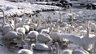 三条市 白鳥の郷公苑