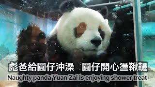 圓仔美少女享受彪爸沖澡時光-Naughty panda Yuan Zai is enjoying shower treat