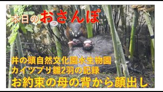 井の頭自然文化園水生物館カイツブリの雛Vol11・親の背顔出し・本日のおっさんぽ