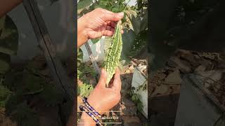 Today’s Harvesting #fruit #garden #fruitharvest #nimbu #vegetables #harvesting #garden