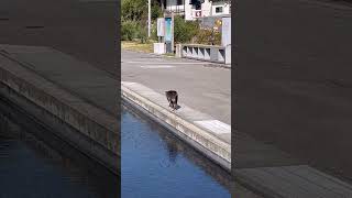 【男木島】港のボス猫ゴマちゃんの日課はパトロールとお見送り　#Shorts