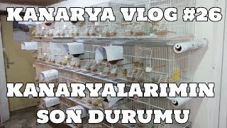 Hobihanem - Kanarya Vlog #26 (Kanaryalarımın Son Durumu) [10.06.2017]