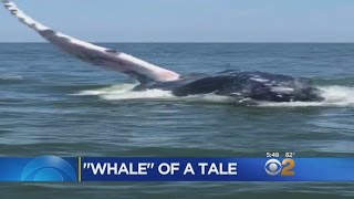 Whale Encounter In Manasquan