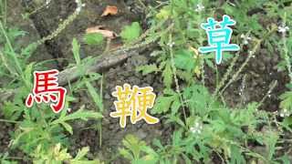 介紹藥用植物及民間常用青草藥 馬鞭草   別名：鐵馬鞭。