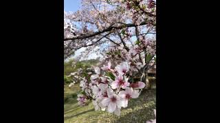 桜　Sakura (Cherry blossoms)