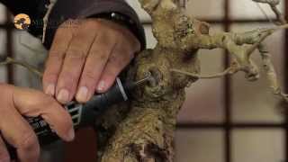 22) Creating Ori Deadwood - Creating Bonsai Deadwood - Bonsai Technique Series