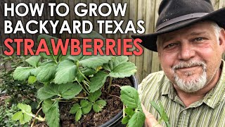 Backyard Texas Strawberries - A Winter How-to || Black Gumbo