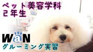 ペット美容学科2年生  グルーミング実習 動物専門学校 トリマー 動物看護師 動物のお仕事