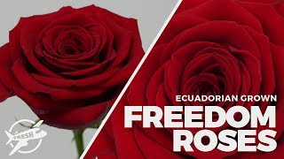 JFTV: Ecuadorian Freedom red roses with the Fern