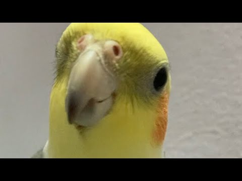 Happy Cockatiel Singing And Playing Youtube