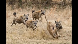 lions vs hyenas documentary (no ads)