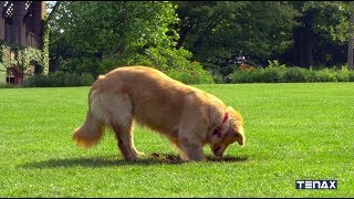 Gräbt Ihr Hund Löcher im Garten? Tenax TR ist die Lösung!