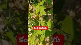 కంది చెట్టుకు పురుగు పట్టింది