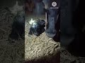 மாடு கன்று குட்டி போட்டாச்சு/cow delivered a calf/#cowvideos #farming #calf #calffarming