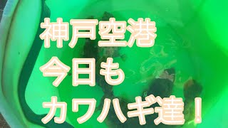 神戸空港今日もカワハギ達！ｆｉｓｈｉｎｇｍａｘ神戸ハーバー店