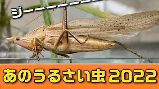 やはりクビキリギスはうるさい2022【鳴き声・飼育】