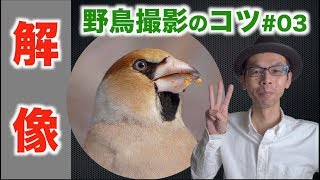 【野鳥撮影のコツ#03：解像】羽毛が解像する３つの条件【写真品質のために注意していること 】