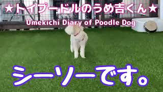 シーソーです。 ★トイプードルのうめ吉くん（669日目)★Umekichi Diary of Poodle Dog