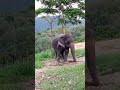 This elephant wants something#shorts #elephant #shanevlogs