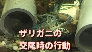 【ザリガニの交尾の行動】Crayfish mating behavior