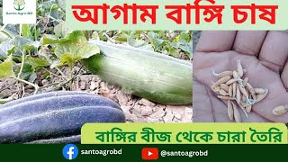 বাঙ্গির বীজ অংকুরিত করার নিয়ম ও মাদায় বাঙ্গির বীজ রোপন করার পদ্ধতি | Bangi Fruit