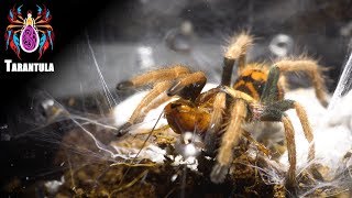 ◎捕鳥蛛捕食記◎【Tarantula predator】委內瑞拉紅綠橙 Chromatopelma cyaneopubescens-寵物